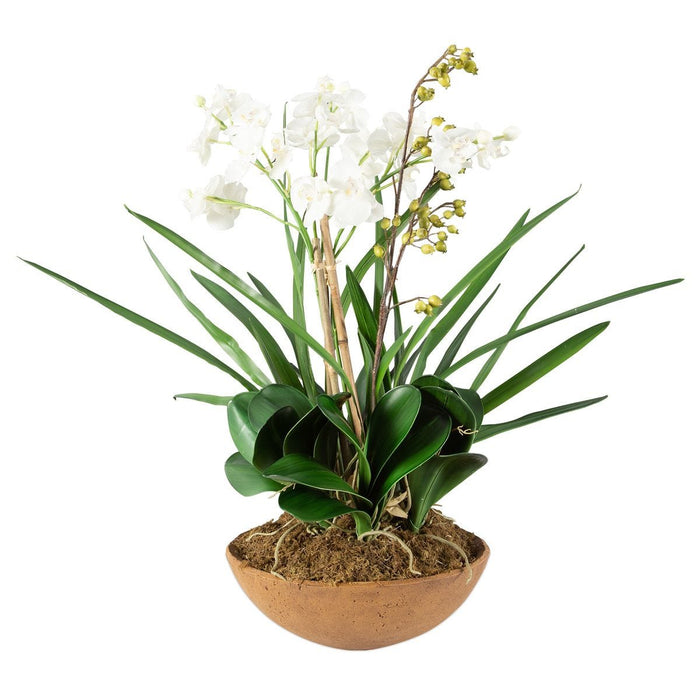 Moth Orchid Planter - decorative object