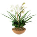 Moth Orchid Planter - decorative object