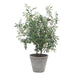 Marisol Potted Olive - decorative object