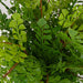 Maidenhair Fern Accent - decorative object