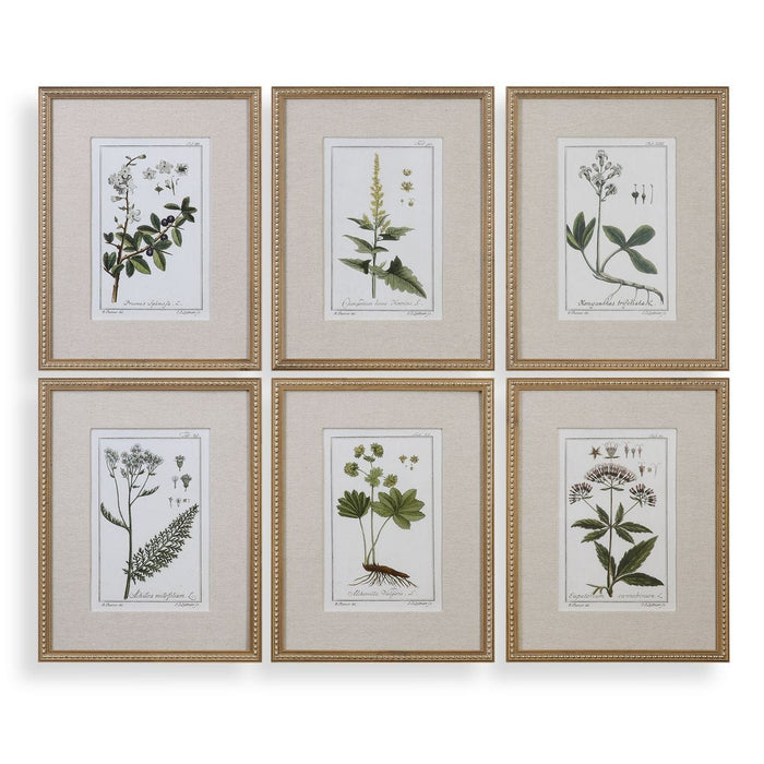Green Floral Botanical Study Framed Prints, S/6 - Wall Art