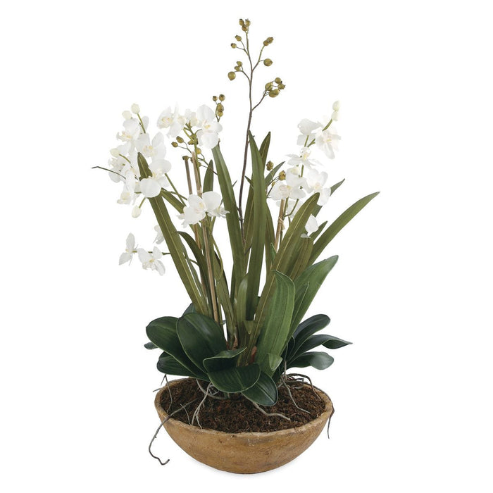 Moth Orchid Planter - decorative object