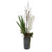 Eterna Orchid Centerpiece - decorative object