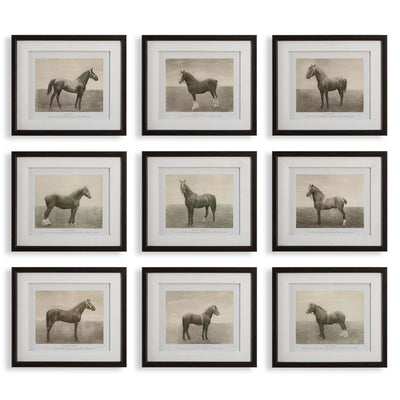 Equine Dynasty Framed Prints, S/9 - Wall Art