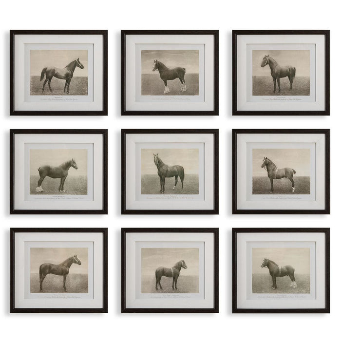 Equine Dynasty Framed Prints, S/9 - Wall Art