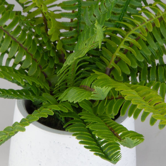 Boston Fern Accent - decorative object