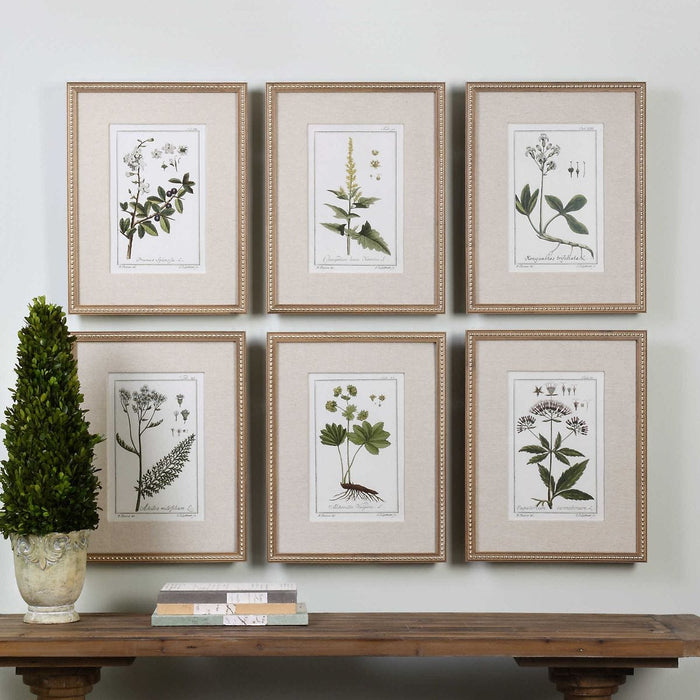 Green Floral Botanical Study Framed Prints, S/6 - Wall Art