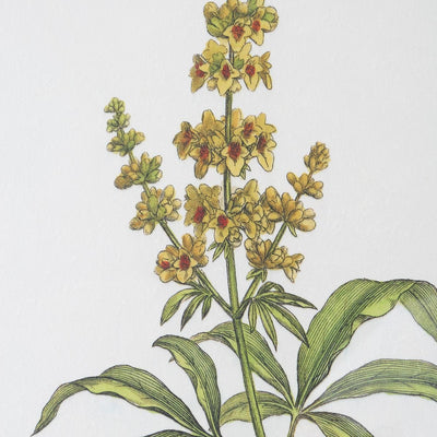 Wildflower Study Framed Prints, S/4 - Wall Art