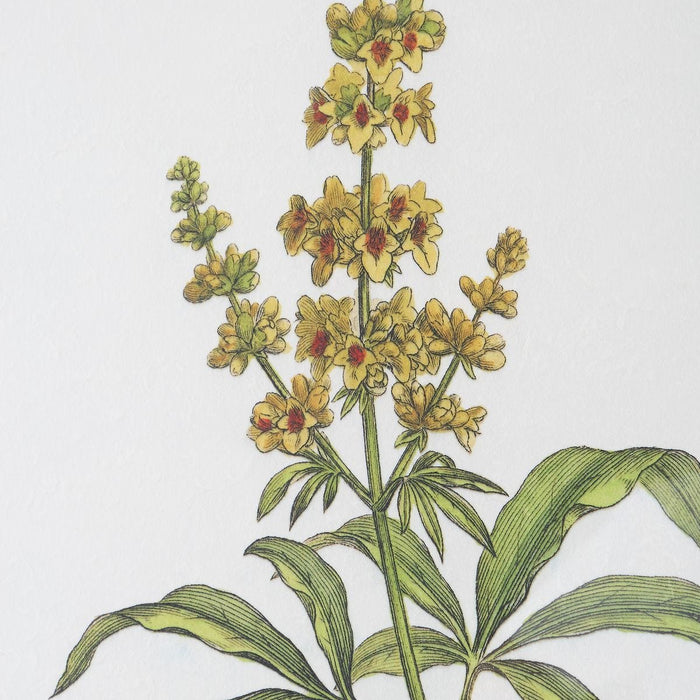 Wildflower Study Framed Prints, S/4 - Wall Art