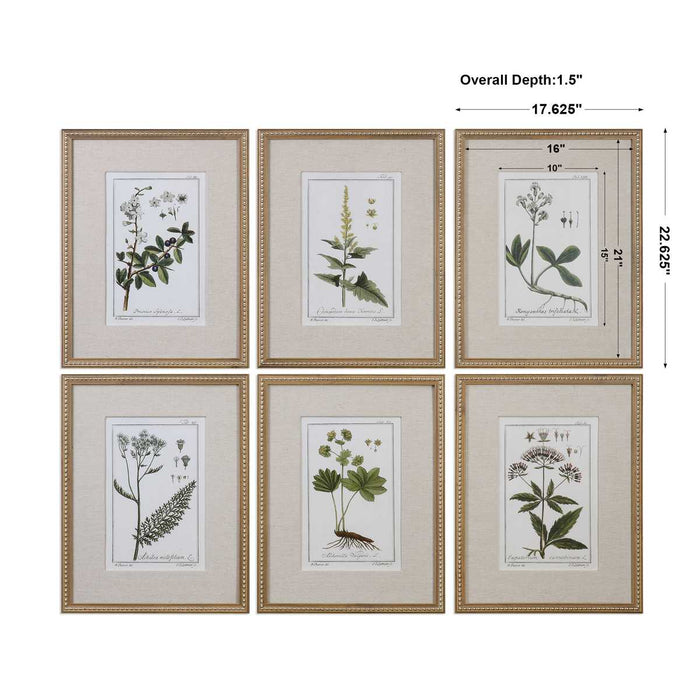 Green Floral Botanical Study Framed Prints, S/6 - Wall Art