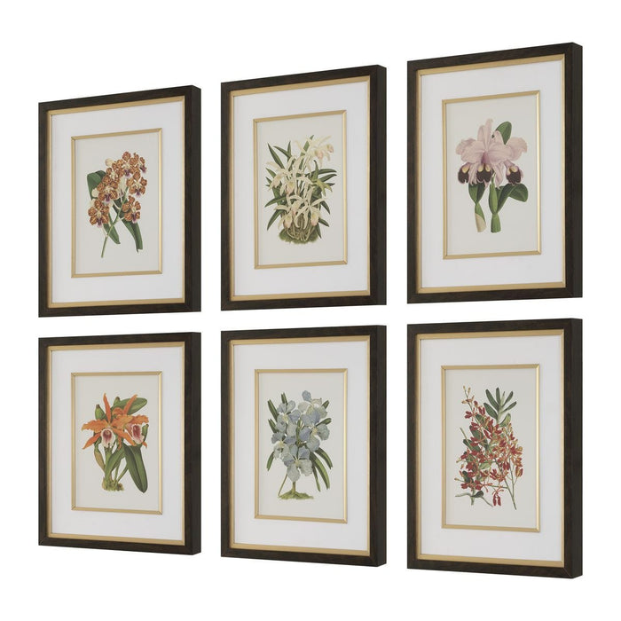 Orchid Botanical Framed Prints, S/6 - Wall Art