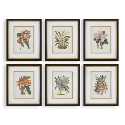 Orchid Botanical Framed Prints, S/6 - Wall Art