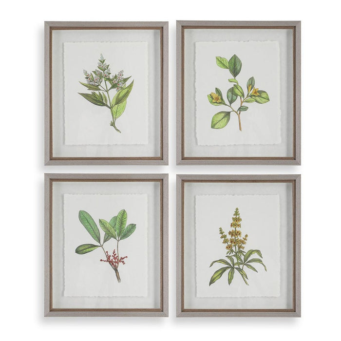 Wildflower Study Framed Prints, S/4